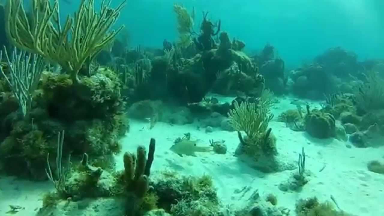 Cuba y sus Profundidades
