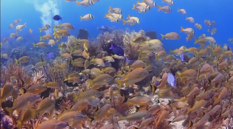 Buceo en Cuba: bella sobre y bajo el agua