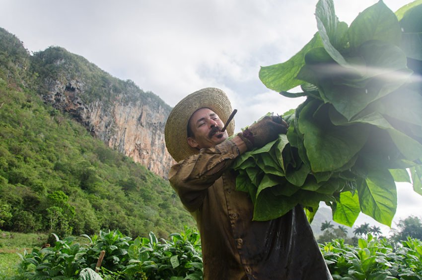 EL PARIENTE DEL CAMPO