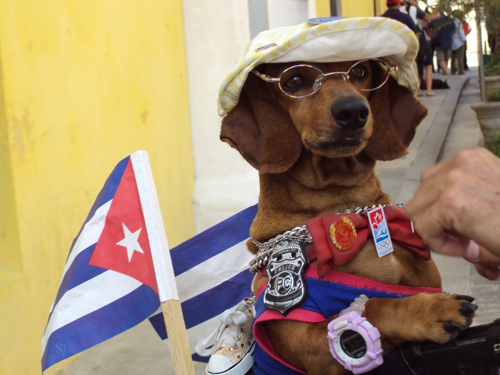 ¿QUÉ MASCOTAS PREFIEREN LOS CUBANOS EN EL HOGAR?