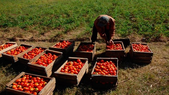agricultura-cuba-tomates-produccion