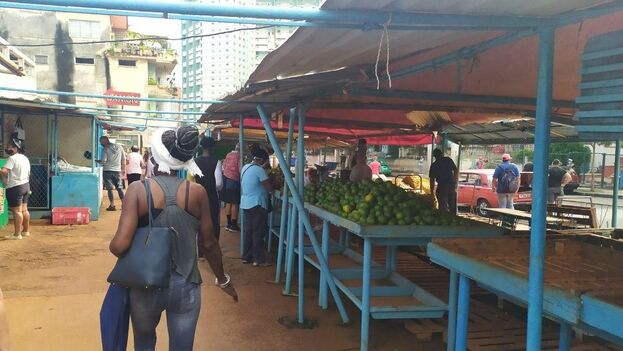 HASTA EL BONIATO QUE ERA UN PRODUCTO BARATO ALCANZA VALORES MUY ALTOS EN EL MERCADO CUBANO HASTA EL BONIATO QUE ERA UN PRODUCTO BARATO ALCANZA VALORES MUY ALTOS EN EL MERCADO CUBANO