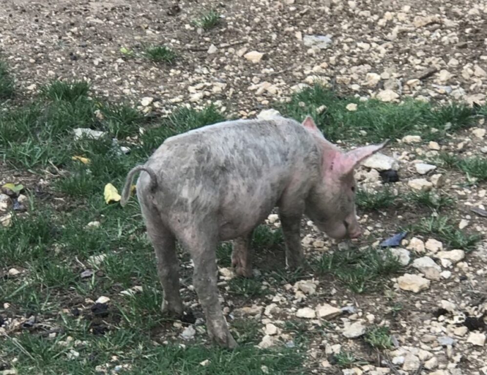 Cada vez más escasa la carne de cerdo en Cuba y el precio por las nubes