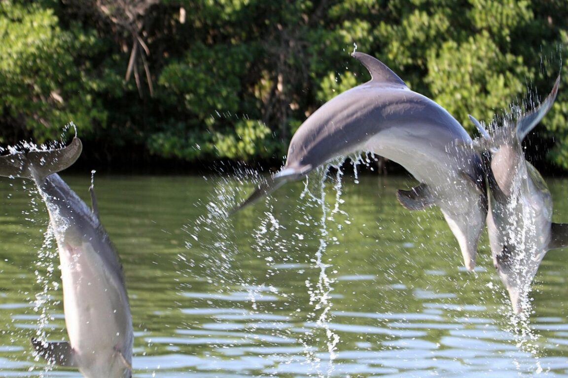 ¡Aprovechando el escenario! Cubano es detenido tras lanzarse al agua del Delfinario de Varadero gritando «Libertad para los defines»